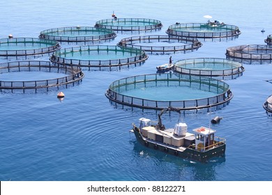 Fish Farm