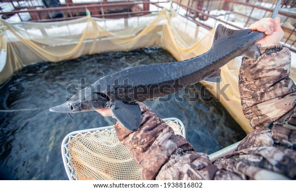 Fish farm, big sturgeon in hand fisherman.\
Concept aquaculture\
pisciculture.