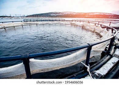 Fish Farm For Breeding For Rainbow Trout And Salmon Fry In Net Cages. Concept Aquaculture Pisciculture.