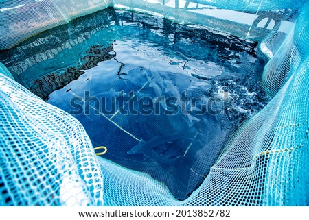 Fish farm for breeding sturgeon fry. Concept aquaculture pisciculture, top view.