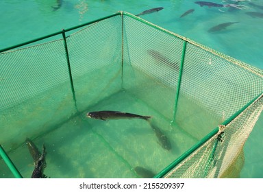 Fish Farm. Close Up On The Grass Carp (Ctenopharyngodon Idella) Fish In Cage For Fish Farming.  