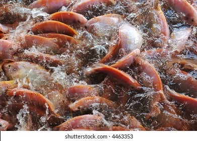 Fish In A Fish Farm During Feeding