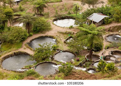 Fish Farm In Ecuadorian Rainforest