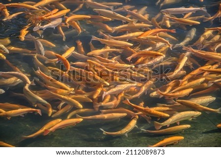 Fish farm. Fish farming for feed and sale. Fish industry