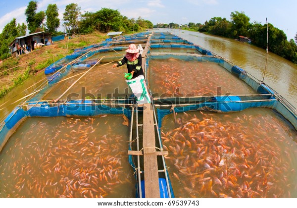 Fish Farm Located Thai Country Stock Photo Edit Now 69539743