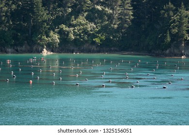 A fish farm in the Marlborough Sounds New Zealand