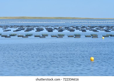 Fish Farm On The Northumberland Strait New Brunswick Canada