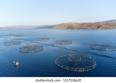 Fish Farm Salmon Sea Nets Farming At Sea Loch Tay Scotland UK