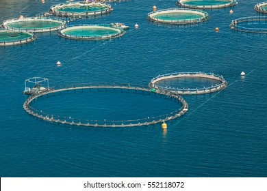 Fish Farm In The Sea