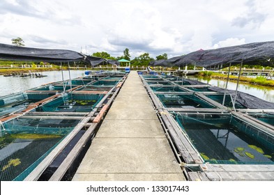 Fish Farm In Thailand