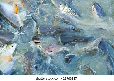 Fish Farming