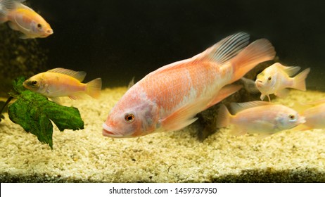 Fish Farming In The Aquarium, Tilapia