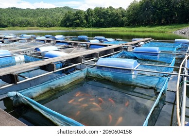 Fish farming in cages at the Huai Hong Krai Royal Development Study Center Doi Saket District Chiang Mai Province, Thailand.