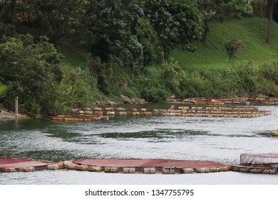 Fish Farming In Rwanda. Lake Kivu, Africa