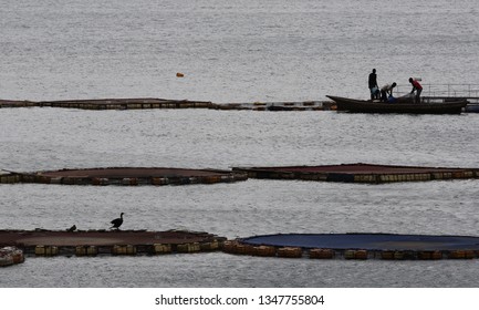 Fish Farming In Rwanda. Lake Kivu, Africa