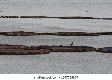 Fish Farming In Rwanda. Lake Kivu, Africa