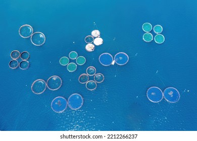 Fish Farming. Sea Bass And Sea Bream Growing In Cages, Aerial Drone View. Aquaculture Fish Industry In Greece