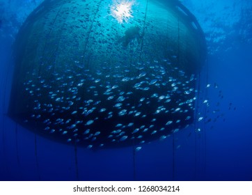 Fish Farming,aquaculture Nets