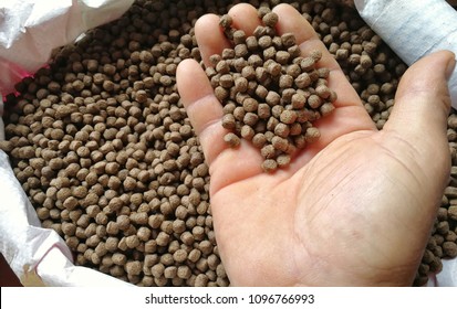 Fish Feed On Hand.Food For The Fish Eat The Plants.