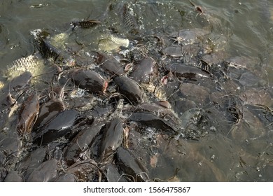 Catfish Thai Temple High Res Stock Images Shutterstock