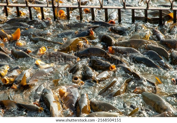 Fish feeding\
frenzy at a holy lake in Northern India. Lake Rewalsar, in Himachal\
Pradesh, is home to several Hindu temples and fish that voraciously\
feed on pilgrims\'\
offerings.