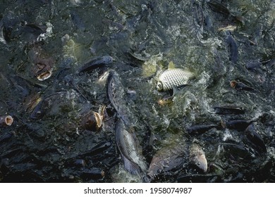 Fish Feeding Frenzy On Surface