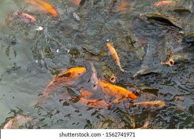 fish in feeding frenzy in the pond