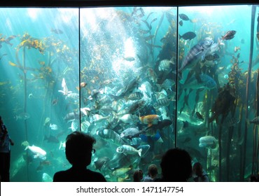 Fish Feeding At Large Sea Life Aquarium Watched By Visitors. Concept Of Marine Education, Marine Biology, Marine Aquarium And Captivity. Fish And Ocean Animals Behind Large Glass Window Of Aquarium.