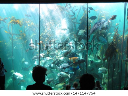 Fish feeding at large sea life aquarium watched by visitors. Concept of marine education, marine biology, marine aquarium and captivity. Fish and ocean animals behind large glass window of aquarium.