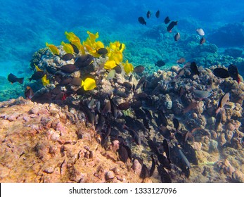 Fish Feeding Off Of A Coral Reef In The Maui, Hawaii.