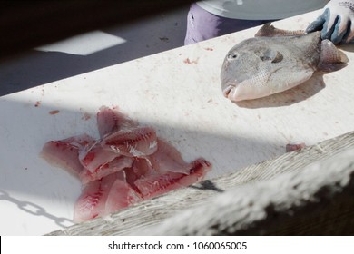 Fish Filet Fresh Catch. Deep Sea Fishing Trip On Vacation In Destin Florida. Trigger Fish