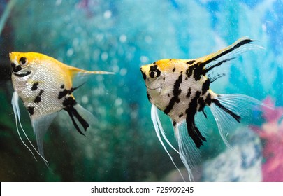 A Fish Floats In An Aquarium At Home