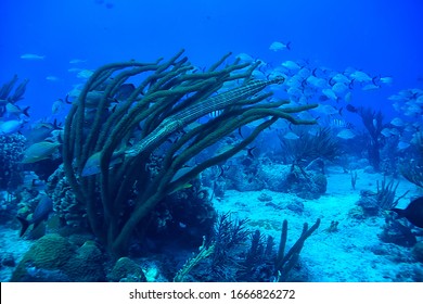 fish flute underwater view, tropical sea underwater coral reef landscape