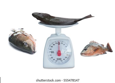 833 Fish on weighing scale Images, Stock Photos & Vectors | Shutterstock