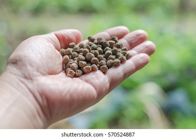 Fish Food Pellets In Hand, Close-up.