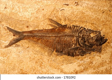 Fish Fossil