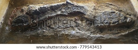 Fish fossil. The evolution of fish began about 530 million years ago at thailand