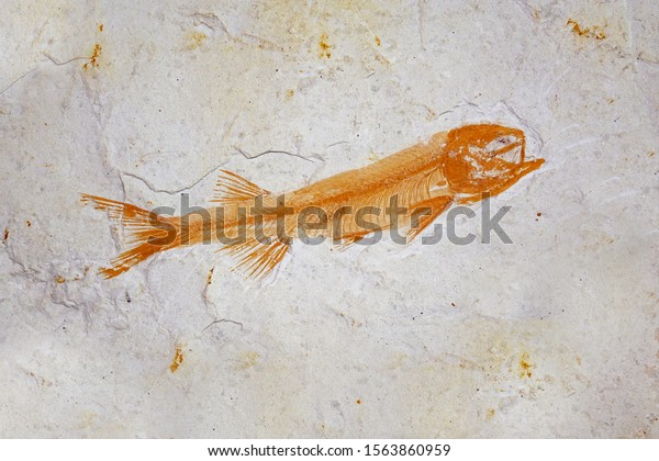 Late Jurassic Lycoptera Multi Fish Fossil-70081 