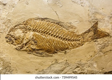Fish fossil. Prehistoric fossil fish enclosed in stone rock. - Shutterstock ID 739499545