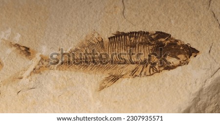 fish fossil texture as nice natural background