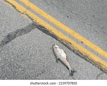 Fish Found On Road Dead Lake Erie, Huron, Ohio