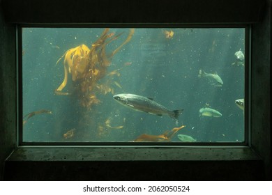 Fish In A Frame In Seattle Aquarium.