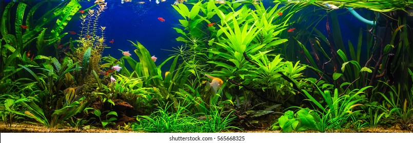 fish in freshwater aquarium with green beautiful planted tropical