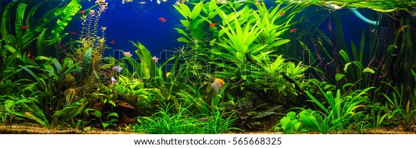 Photo De Stock De Poissons Dans Laquarium Deau Douce Avec