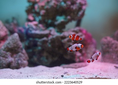 Fish In Freshwater Fish Tank