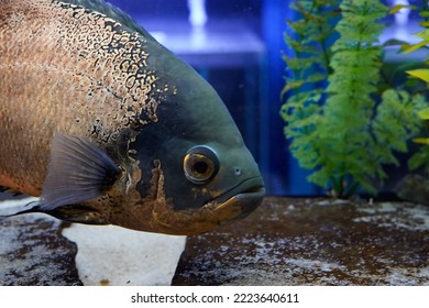 Fish In Freshwater Fish Tank