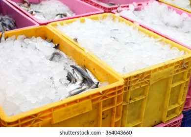 Fish Are Frozen With Ice In Plastic Container, Preparing For Shipping. 