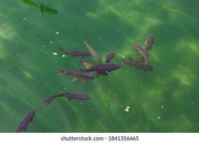 Fish In The Garden Pond Within The Building Enclosure