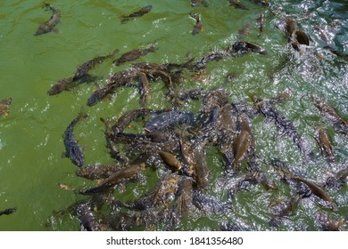 Fish In The Garden Pond Within The Building Enclosure