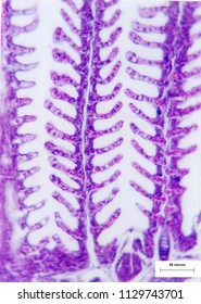 Fish Gill Shows Structure From Light Microscope, Histology